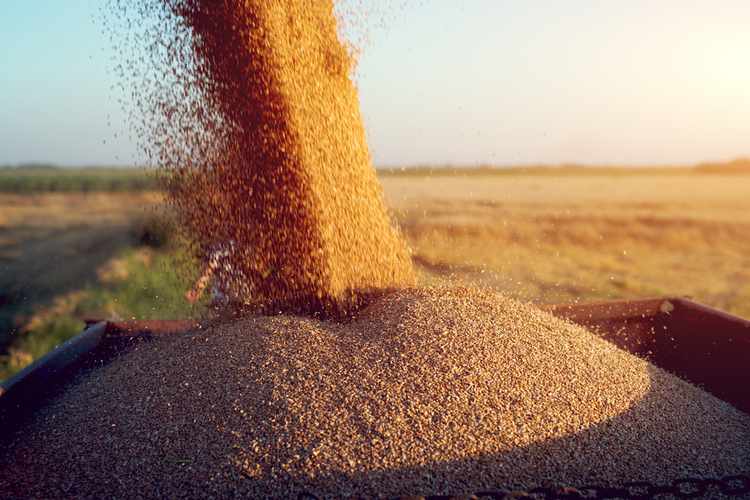 Dr. Kim Anderson Says Wheat Stocks are Tight in the U.S.