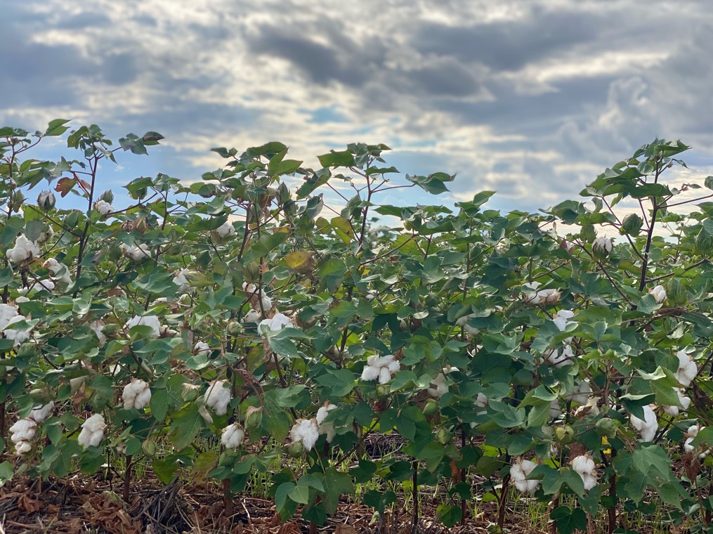OSU's Seth Byrd Expects 2021 Cotton Crop to be Highly Variable Yield-Wise