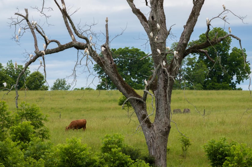 Noble Research Institute Presents the Top 5 Considerations for Increasing Wildlife Diversity