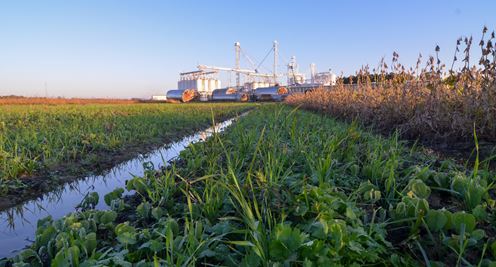USDA WASDE Rebalances Corn and Soybean Production