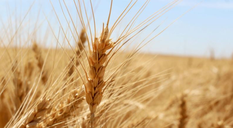 Higher U.S. And World Wheat Prices Recall Another Bull Market