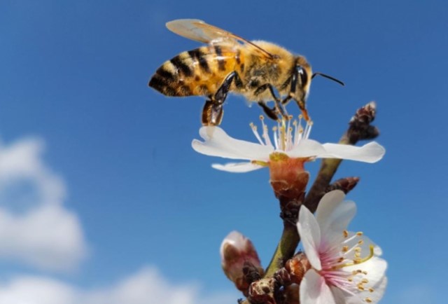 NACD and the Pollinator Partnership Recognize Pollinator Conservation Advocates