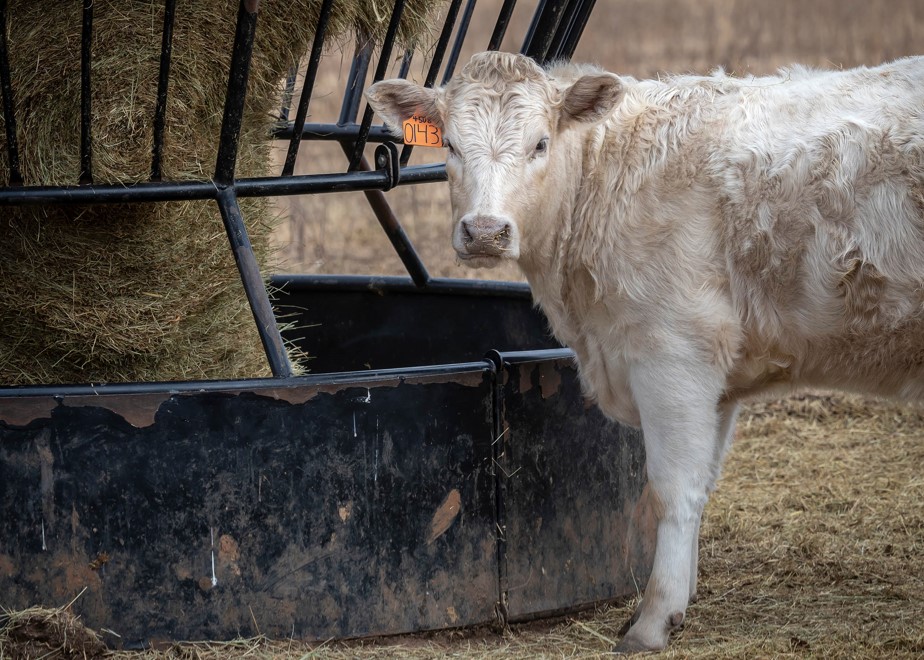 Growing Calves Without Wheat Pasture Focus of OSU Webinars
