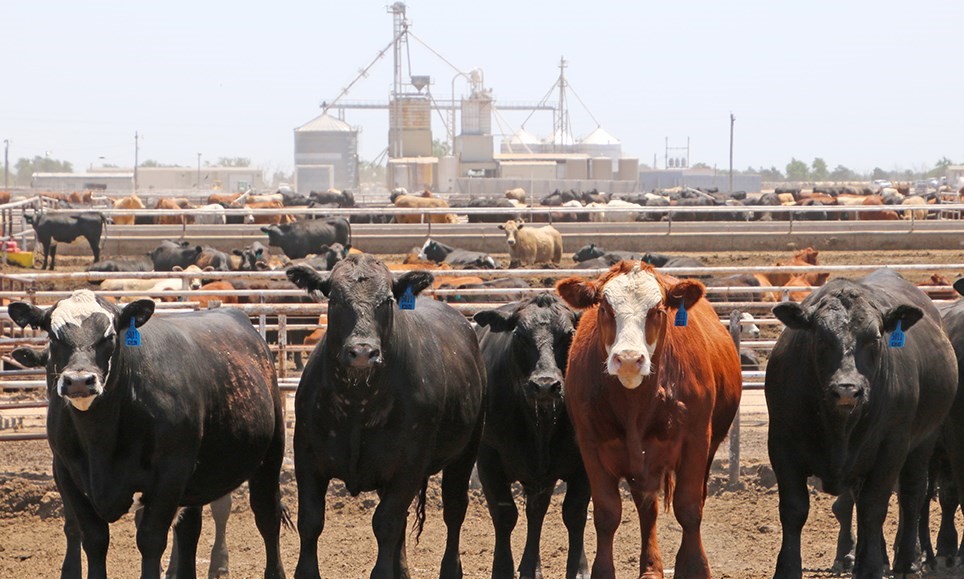 Feedlot Numbers Currently Down but Plentiful