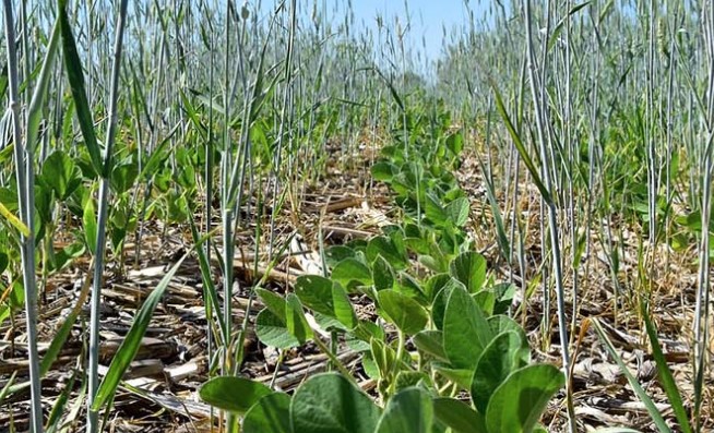 Focus on Biology Pushes Soil Health and No-Till System to Next Level