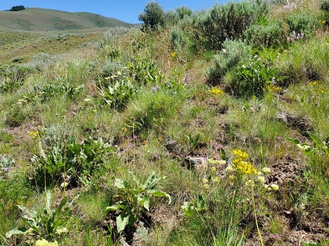 Webinar Coming Soon: A Decade of Science Support in the Sagebrush Biome