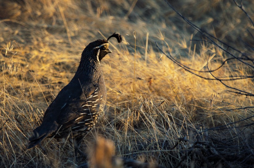 2021 Quail Hunting Season Outlooks Show Statewide Index Up 23% from 2020