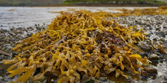 Seaweed Supplements Could significantly Reduce livestock Methane Emissions 