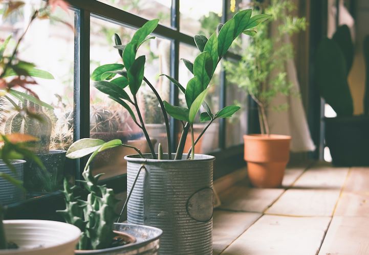 How to transition Potted plants Indoors for Winter