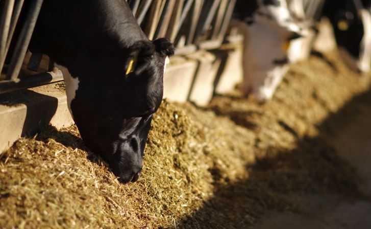 Syngenta, The Nature Conservancy Partner With U.S. Dairy Industry to Advance Net Zero Initiative