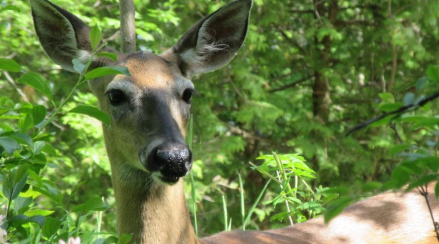 Deer may be reservoir for SARS-CoV-2, Study Finds
