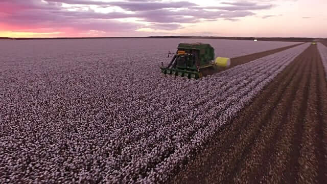 No Surprises with 2021 Oklahoma Cotton Harvest 