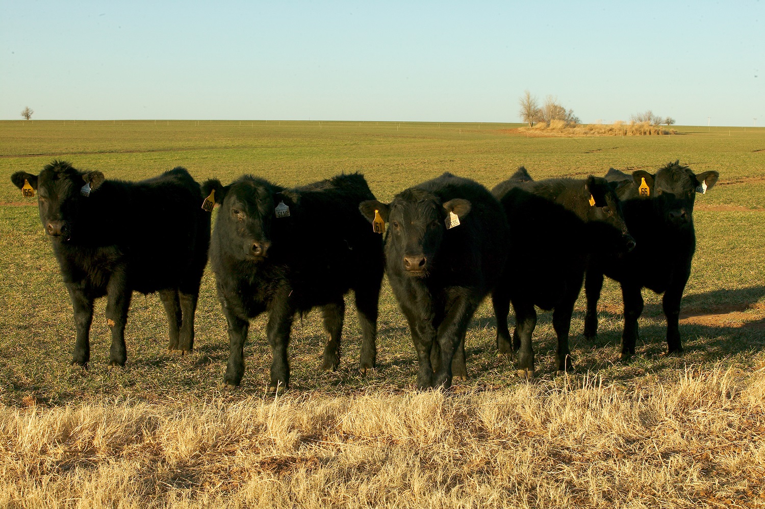 Setting Stocking Rate for Stockers on Small Grain Pasture This Fall