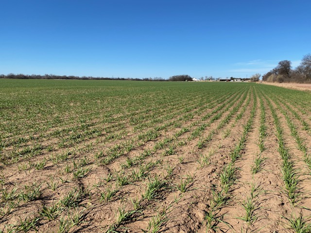 Latest Crop Progress Report Shows Oklahoma Wheat is 96% Planted, 90% Emerged