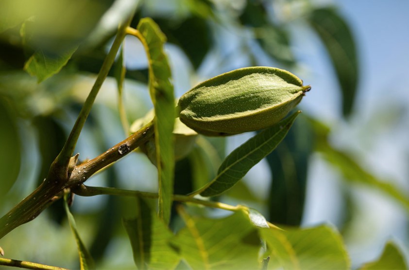 Swift River Pecans Implements Regenerative Agriculture Approach to Pecan Farming