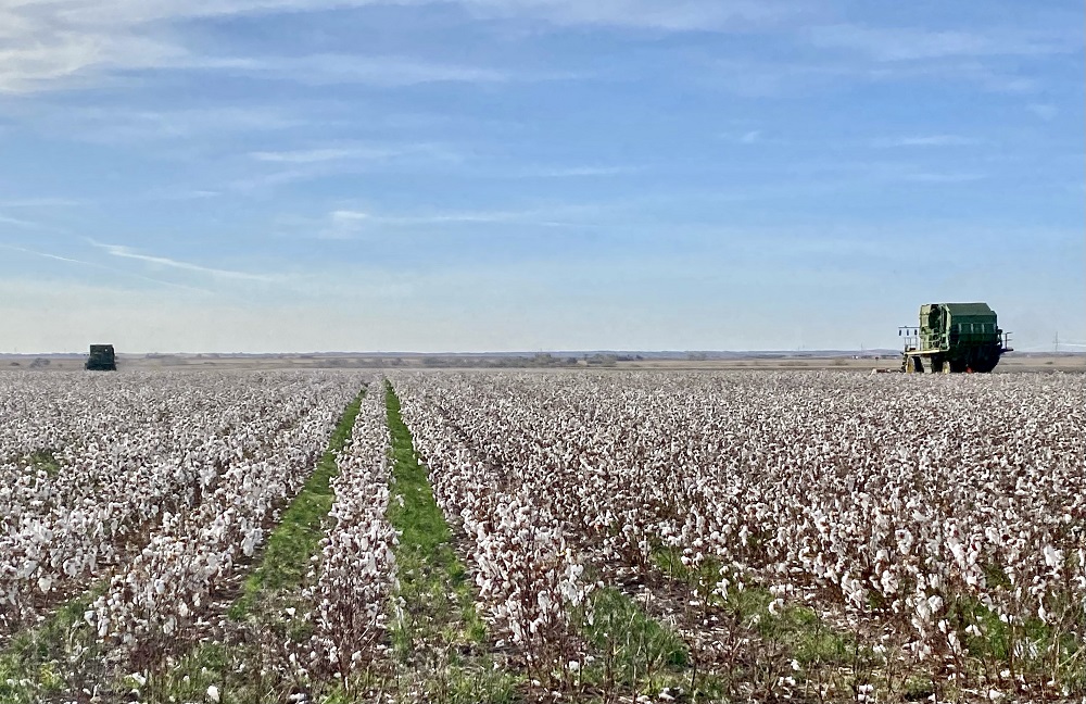 USDA Agriculture Marketing Service Provides Update on Cotton Classing Issues
