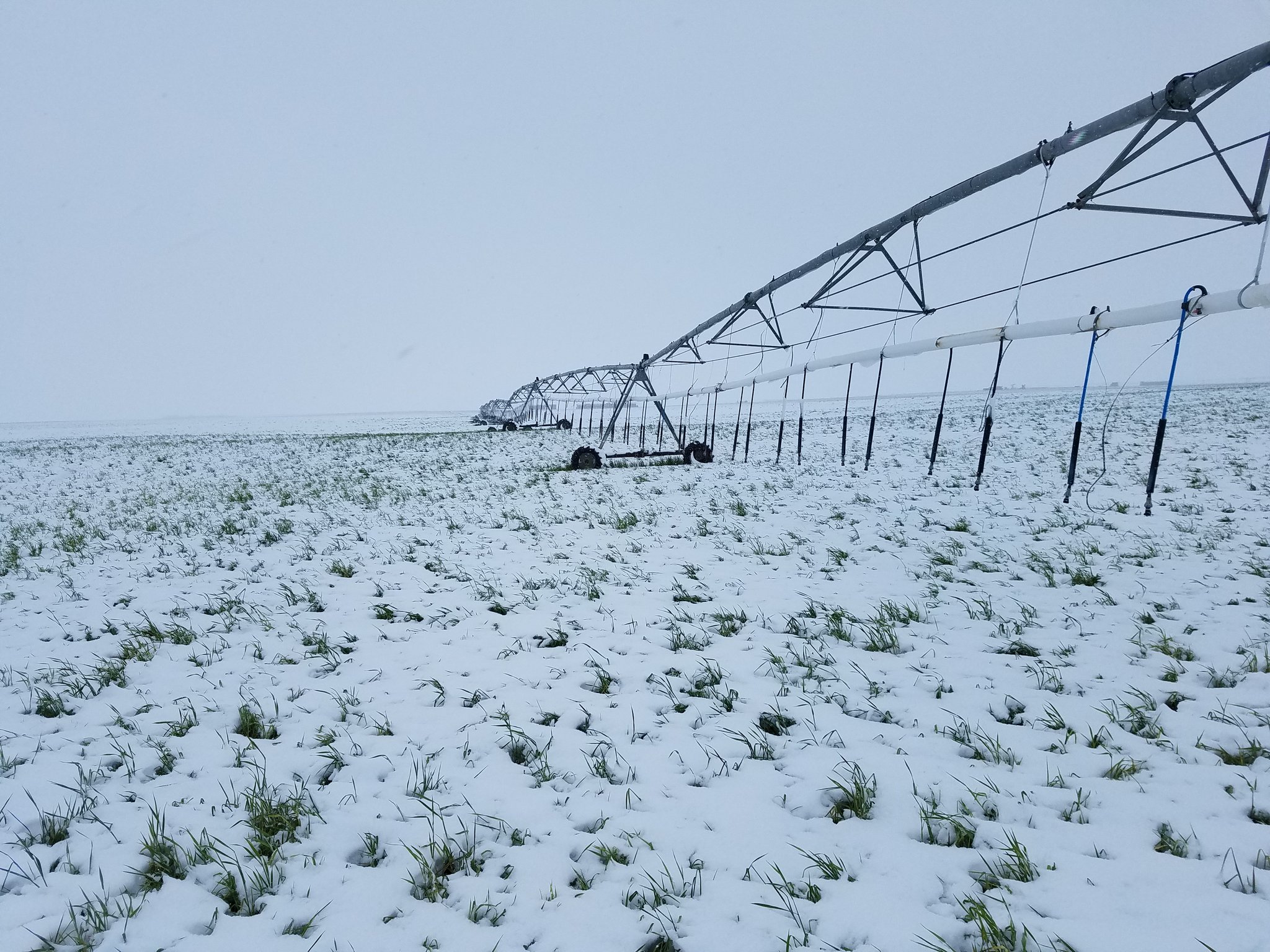 Oklahoma State University Extension Hosts Winter Crop School