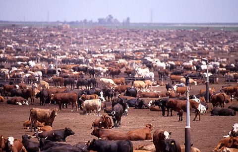 North American Live Cattle Trade Evolving