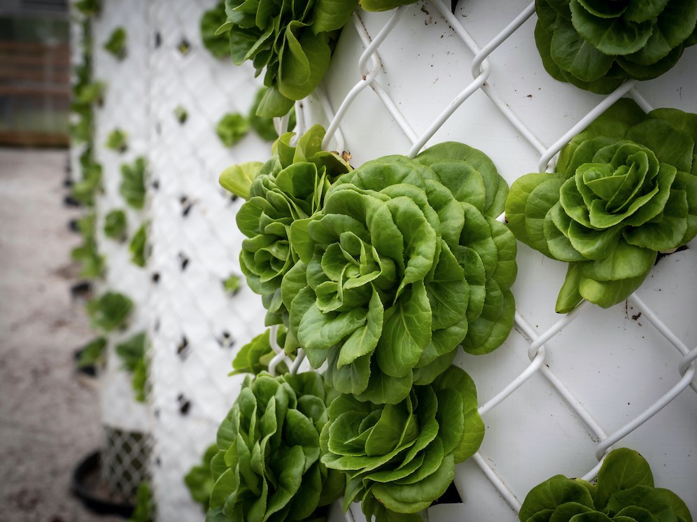 Hydroponics Gardening Attracts Horticulture Curiosity