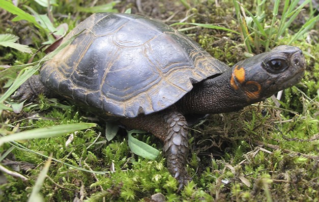 Producers and Private Landowners, Partnering with NRCS, Meet Nearly Half of Bog Turtle Habitat Recovery Goals