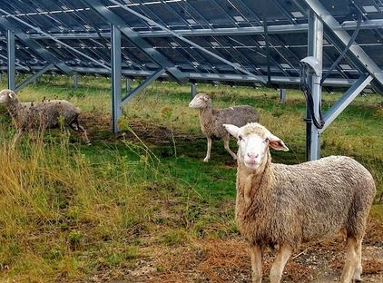 Grazing on Solar Sites Can Enhance Value, Keep Land in Agriculture Use 