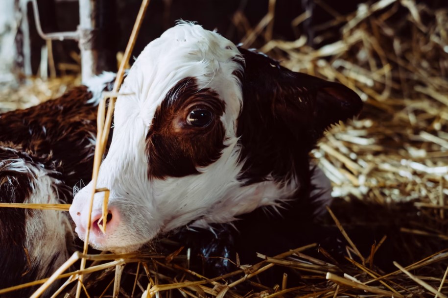 The Importance of Colostrum