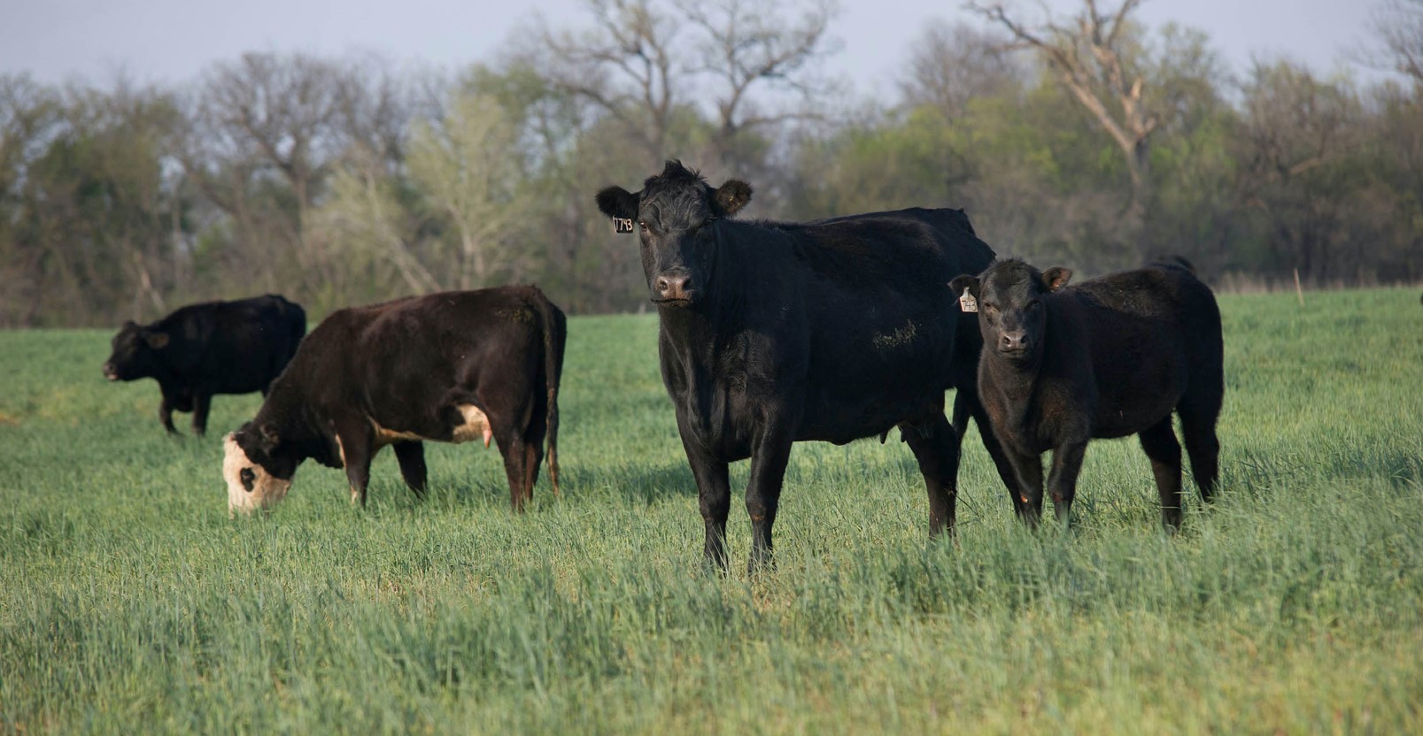 Biosecurity Survey to Benefit Cow-Calf Production