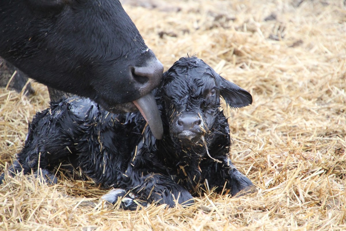 The Calving Process - Understanding the Three Stages of Parturition