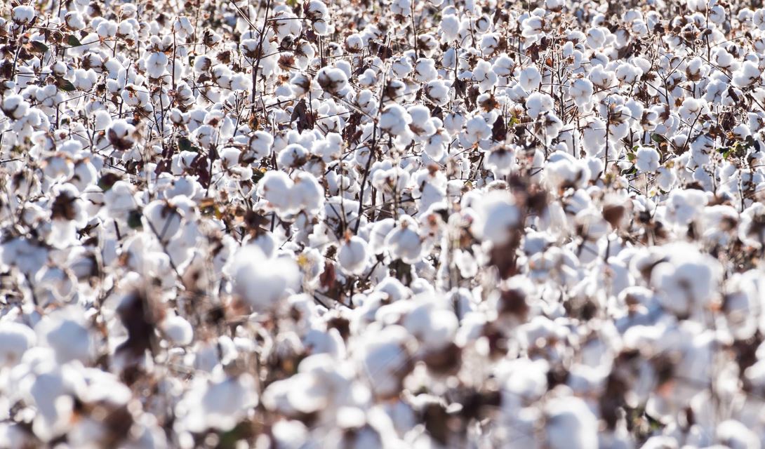 OSU's Seth Byrd Says Cotton Farmers Need to Be Strategic While Input Costs are High
