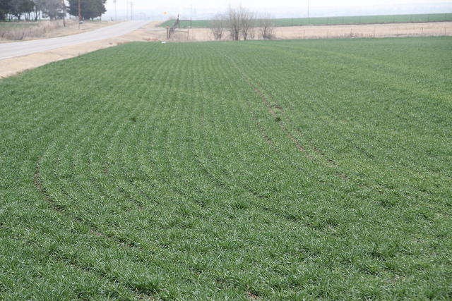 Oklahoma Wheat Farmers Match Year Ago Wheat Seedings at 4.4 Million Acres for 2022 Crop