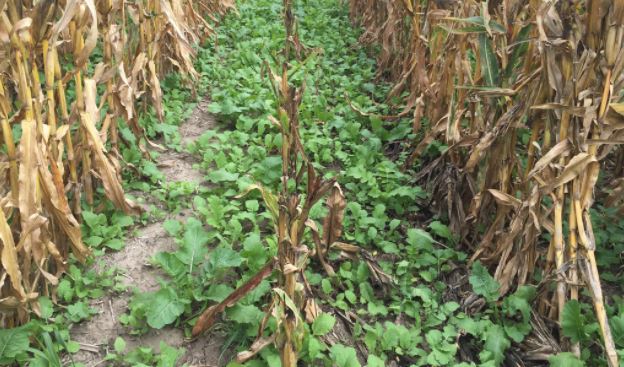 Cover Crops Benefit Both Commercial Farmers and Urban Gardeners
