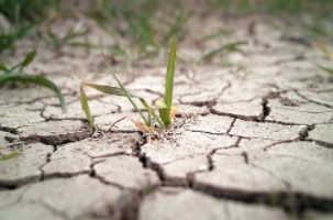Drought Conditions are Taxing Oklahoma's 2022 Winter Wheat Crop