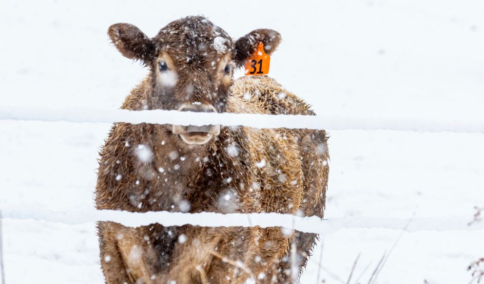 Cold Weather Nutrition for Beef Cows