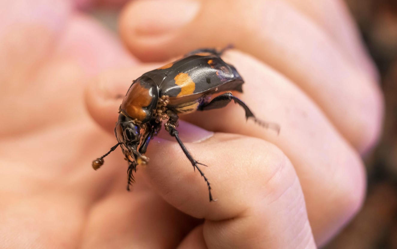 Beetle Saliva Shows Potential to Create a Natural Antibiotic
