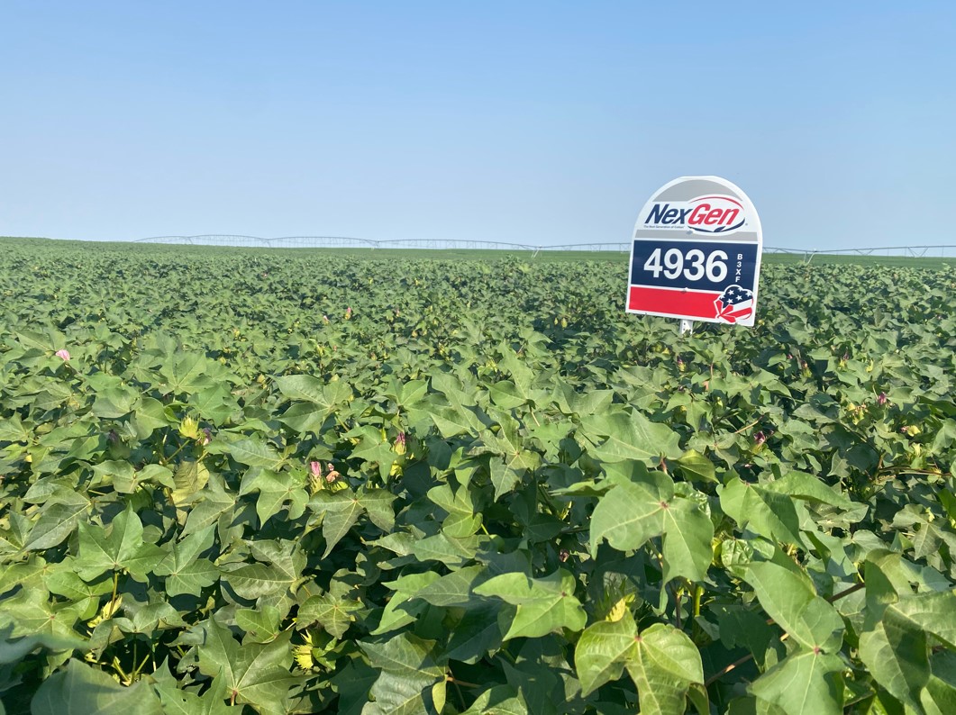 2021 Cotton Crop Results Offer Insight for Producers Shopping for Seed Now