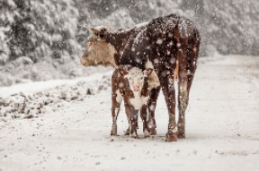 Preparing for Winter Calving with OSU's Mark Johnson