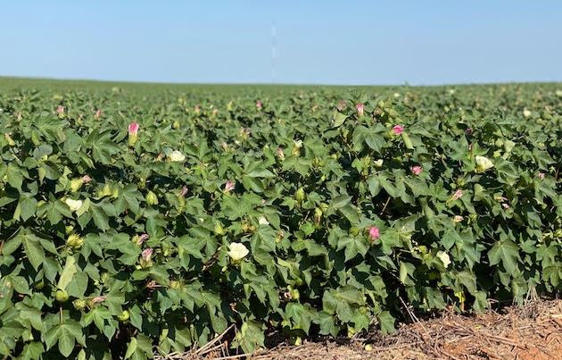 Cotton Economic Outlook Clouded by Supply Chain Disruptions, High Input Costs