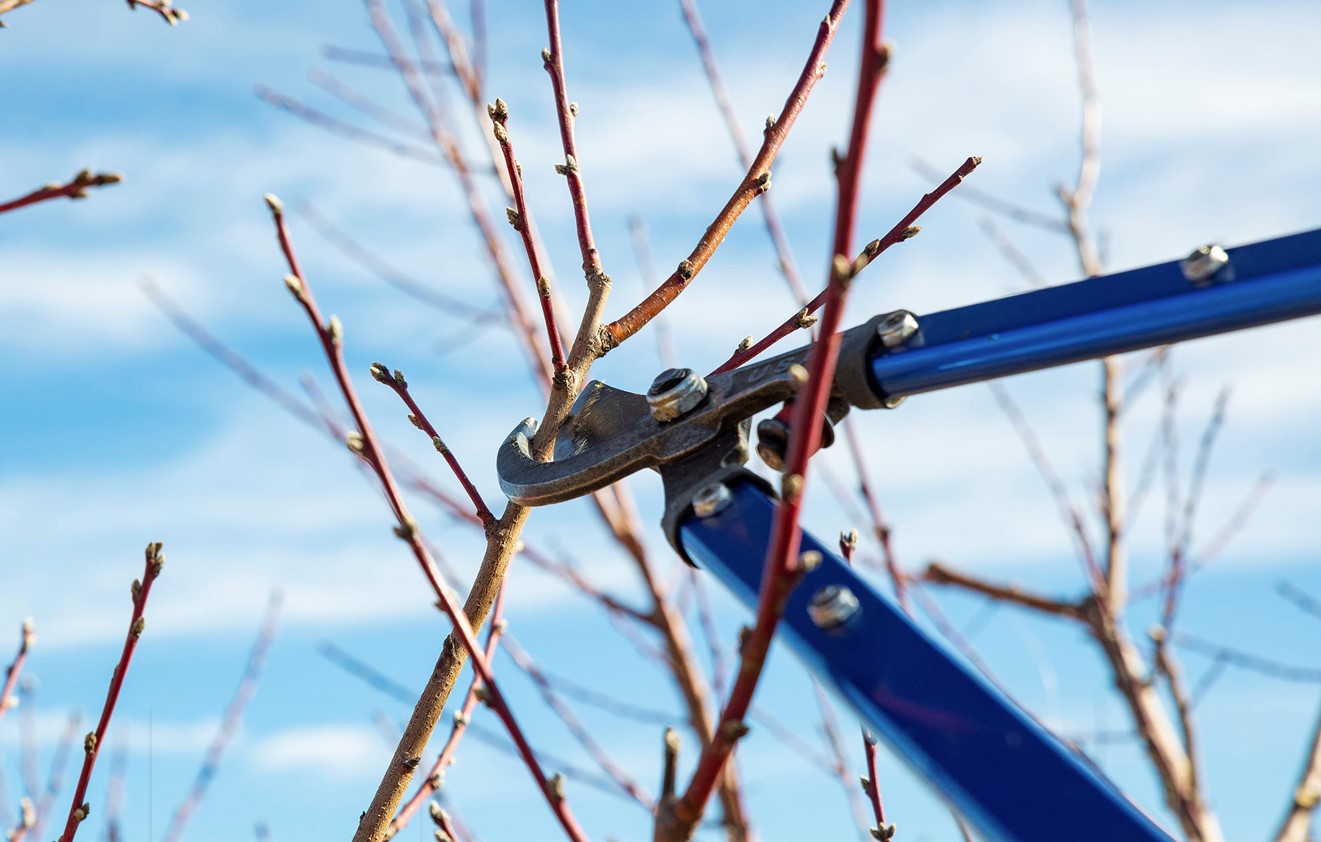 Stop Before You Lop - A Quick Guide to Winter Pruning