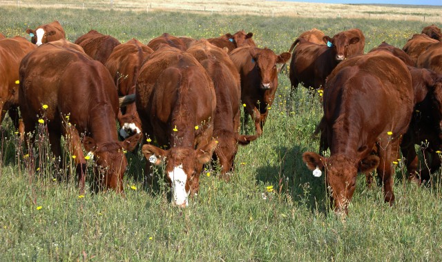 Methane Production in Grazing Beef Systems