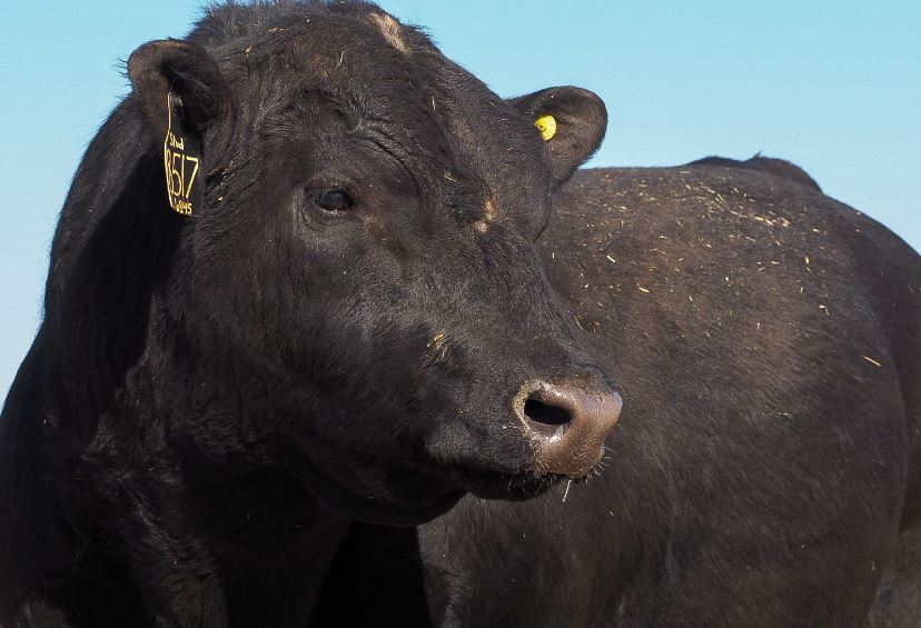 OSU's Mark Johnson Discusses the Value of a Good Bull