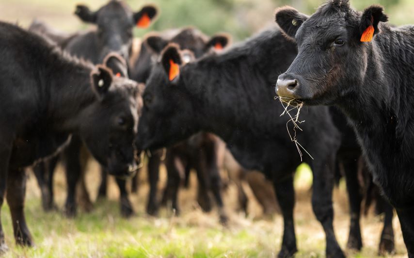 Human Research Could Aid Reproductive Management of Bos Indicus Cattle