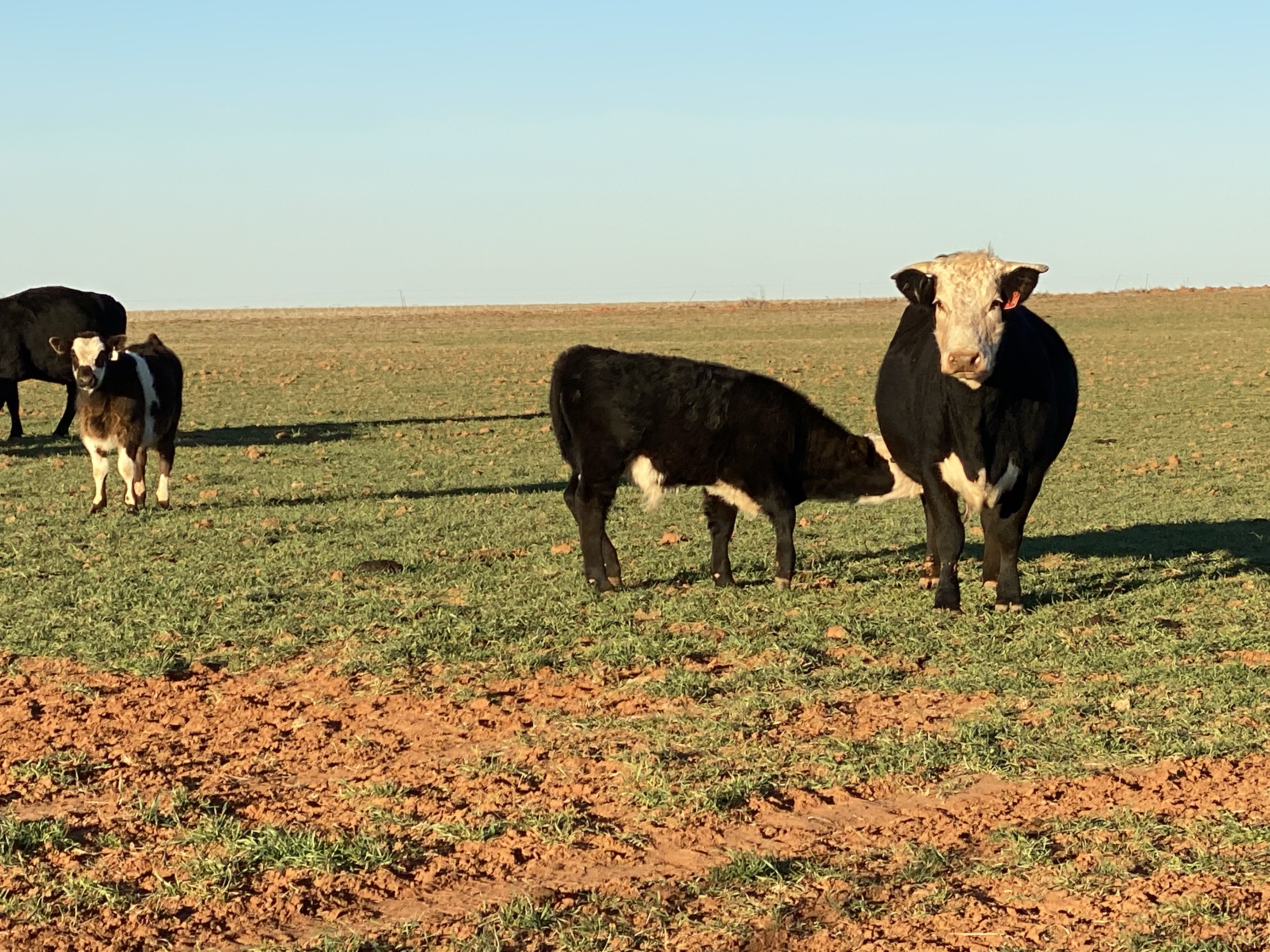 Paul Beck On How To Upgrade Your Cattle's Reputation with Preconditioning
