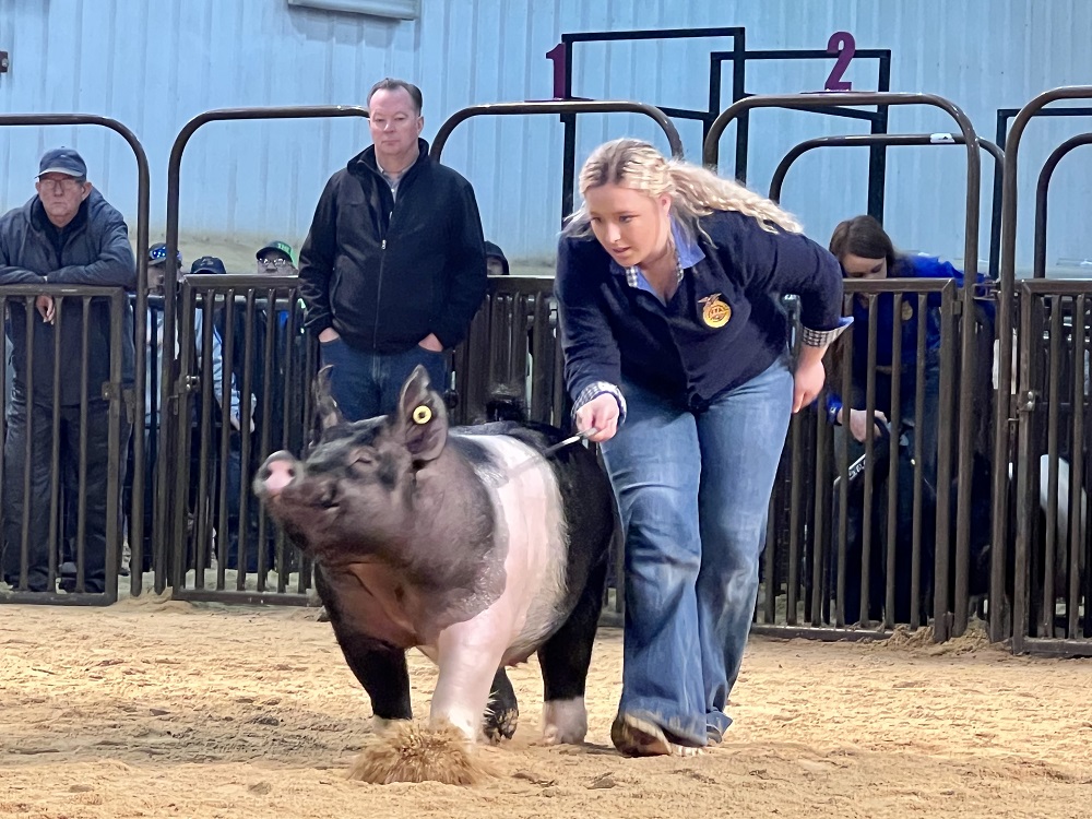 Jalei Watts of Warner FFA Shows Supreme Champion Commercial Gilt at 2022 OYE