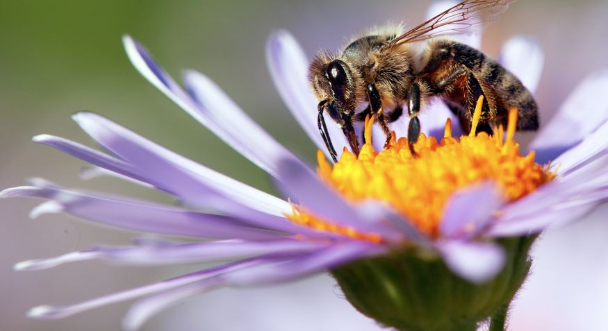 Farmers know not to Apply pesticides on their fields During flowering season when Bees are present