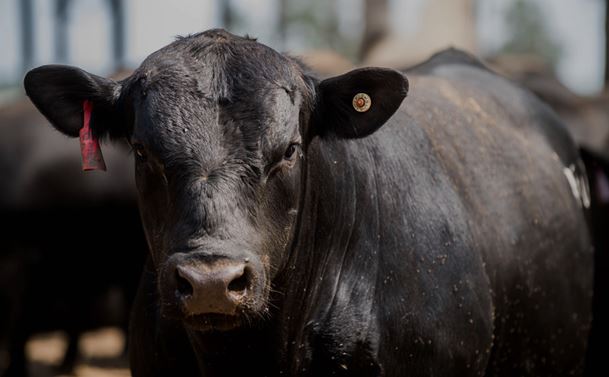 When is the right time to castrate bulls? 