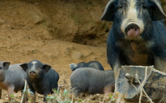 USDA Updates Eligibility for Spot Market Hog Pandemic Program