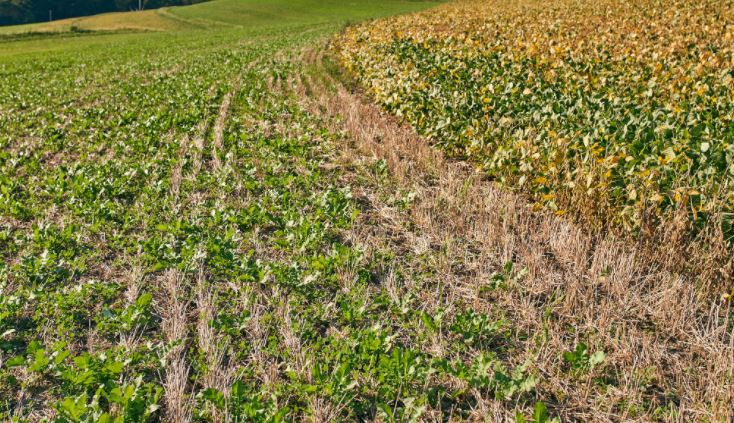 Commodity Partnership Aims to Establish 30 Million Acres of Cover Crops by 2030