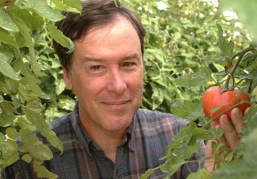 An aromatic Tomato could be looming  a la heirloom varieties, say UF Scientists