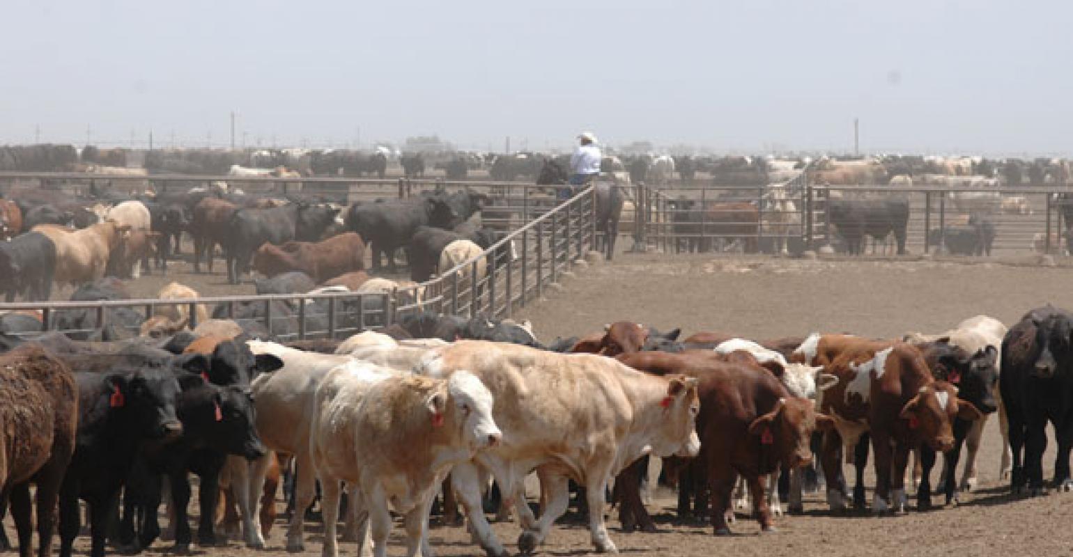 Dr. Derrell Peel Says Feedlots are Packed Full... for Now 