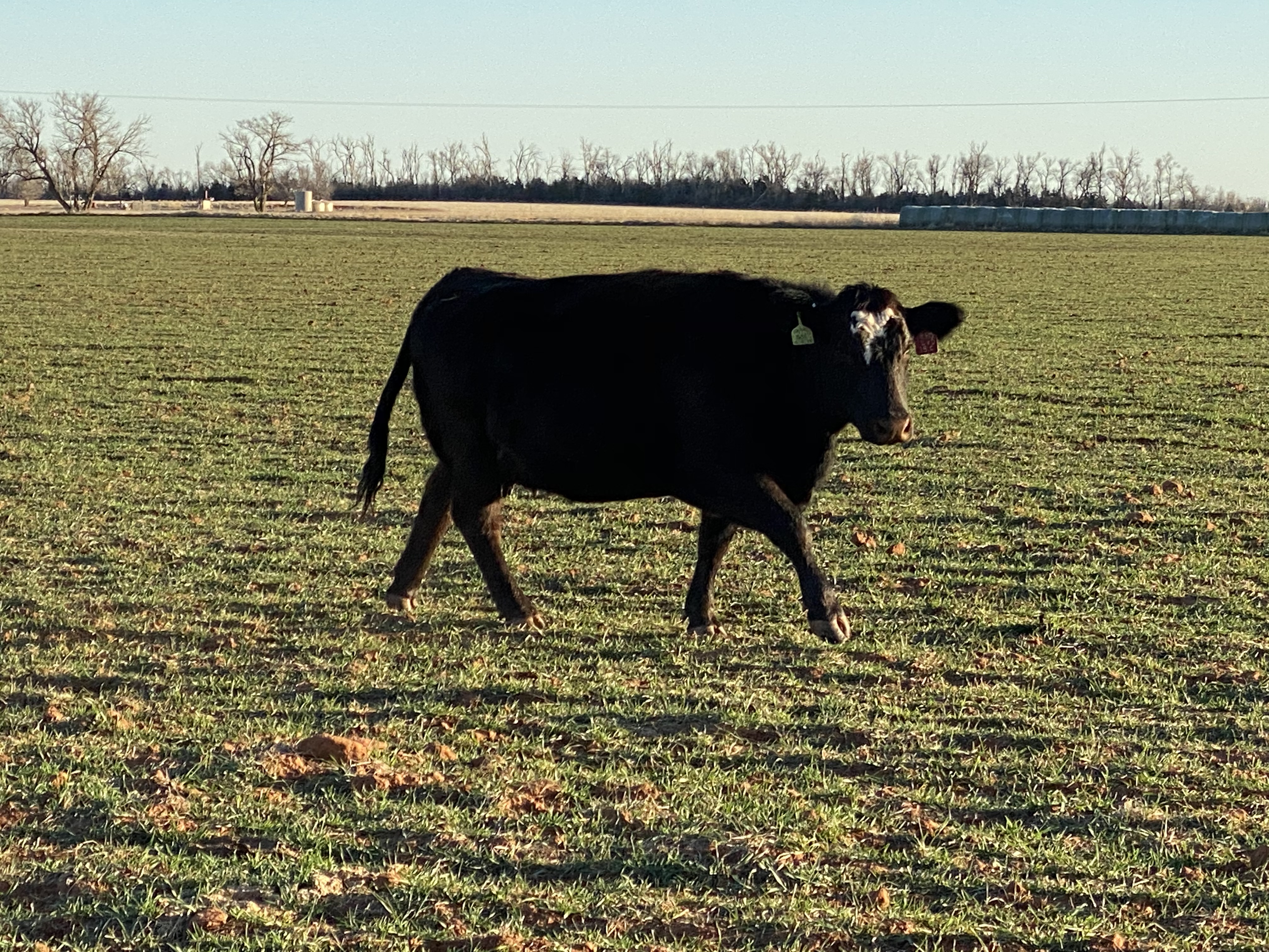 Spring 2022 Replacement Heifer Management Considerations 